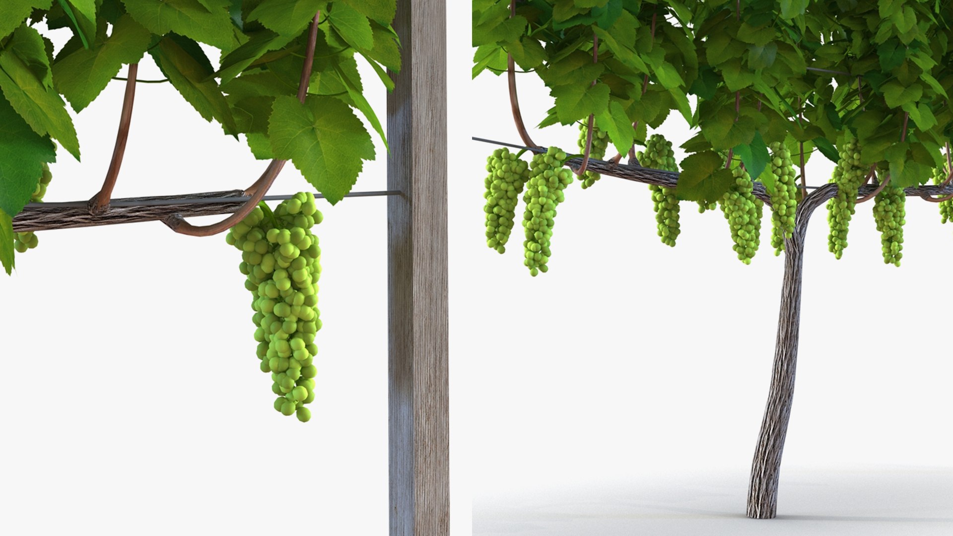 3D Grapes Collection 4 https://p.turbosquid.com/ts-thumb/4a/vMN6Bf/Sh/grapescollection43dsmodel061/jpg/1656160497/1920x1080/fit_q87/e790469dfd1811aaa6b55ada533d51ce89d269b9/grapescollection43dsmodel061.jpg