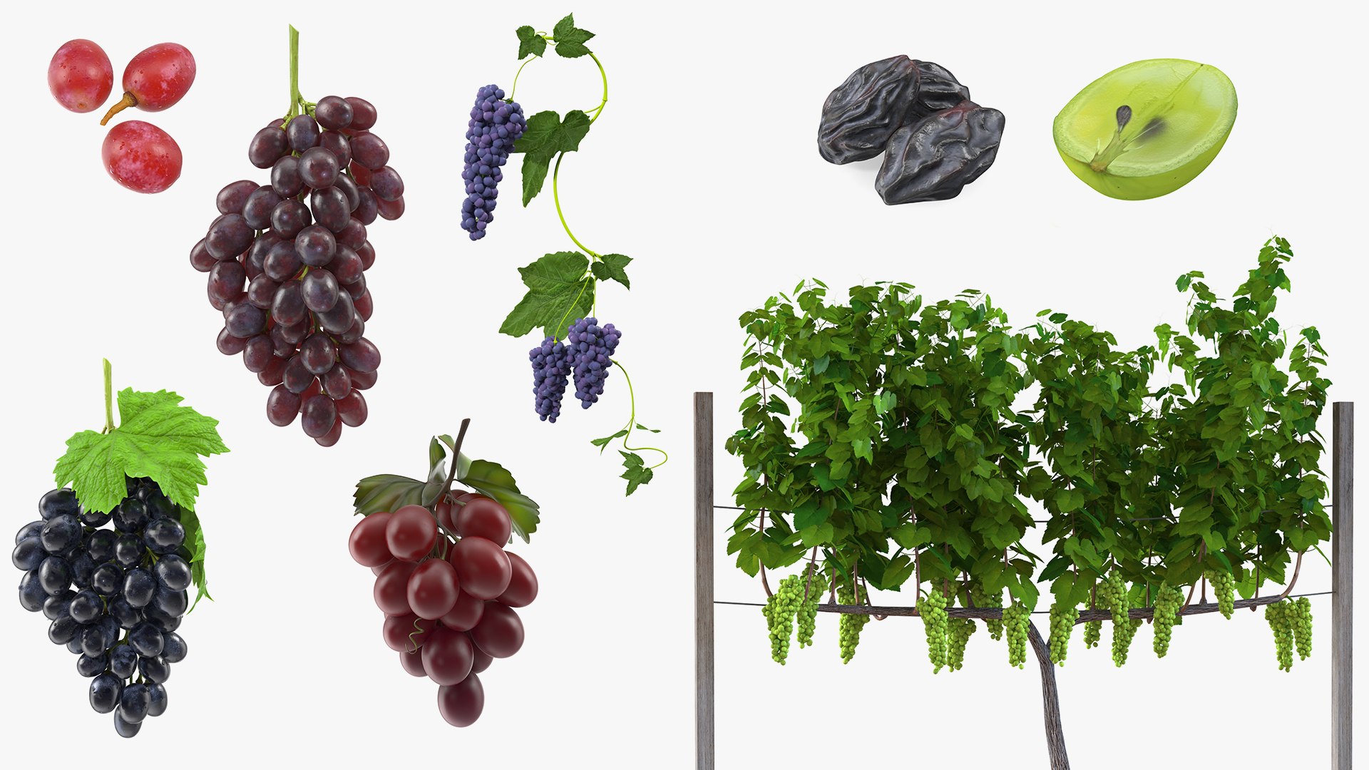 3D Grapes Collection 4 https://p.turbosquid.com/ts-thumb/4a/vMN6Bf/To/grapescollection43dsmodel001/jpg/1656160312/1920x1080/fit_q87/2f238370220d0d65a02cf599ae58867a12e3c0c1/grapescollection43dsmodel001.jpg