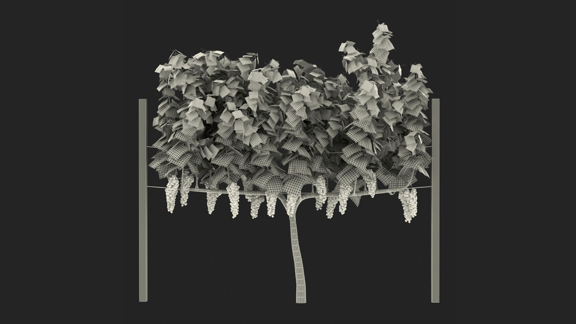 3D Grapes Collection 4 https://p.turbosquid.com/ts-thumb/4a/vMN6Bf/W7/grapescollection43dsmodel070/jpg/1656160526/1920x1080/fit_q87/6d6ec096e9543338c83758c5ed9e12c265419c65/grapescollection43dsmodel070.jpg