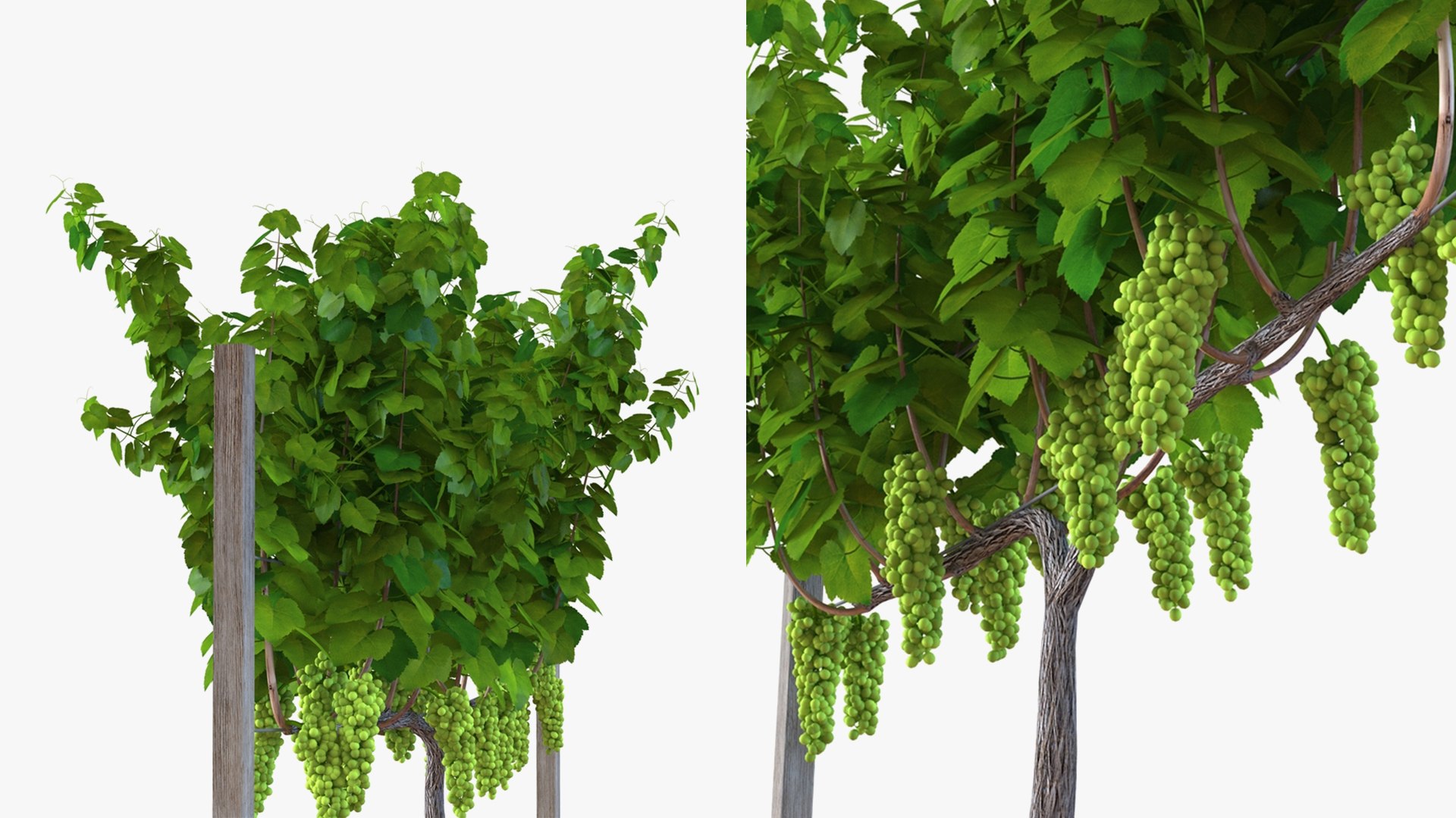 3D Grapes Collection 4 https://p.turbosquid.com/ts-thumb/4a/vMN6Bf/Xh/grapescollection43dsmodel062/jpg/1656160500/1920x1080/fit_q87/ed0f3a3d7794141db348c794f8ba683227d1c201/grapescollection43dsmodel062.jpg