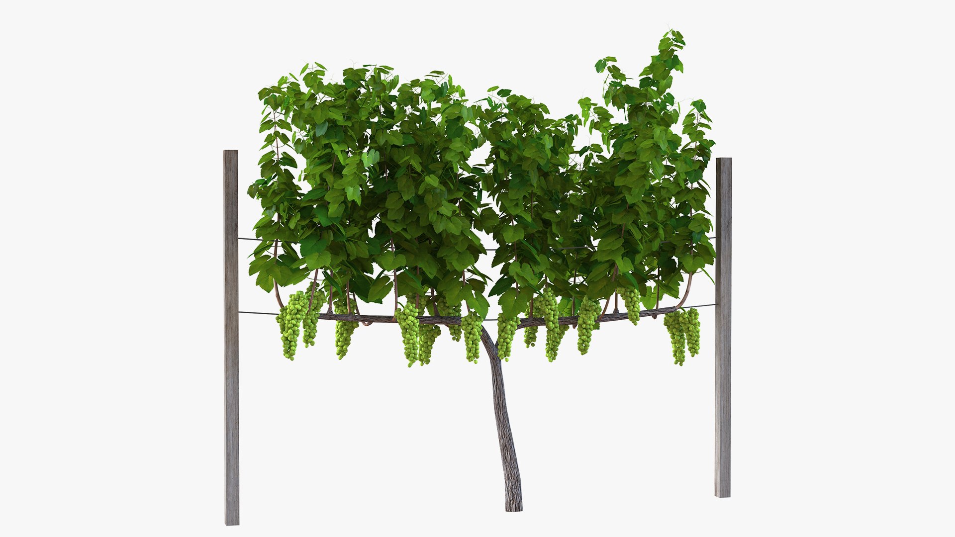 3D Grapes Collection 4 https://p.turbosquid.com/ts-thumb/4a/vMN6Bf/cw/grapescollection43dsmodel059/jpg/1656160491/1920x1080/fit_q87/cff22bd86a0fb674ffaf83d5d0ce1388dd170cfa/grapescollection43dsmodel059.jpg