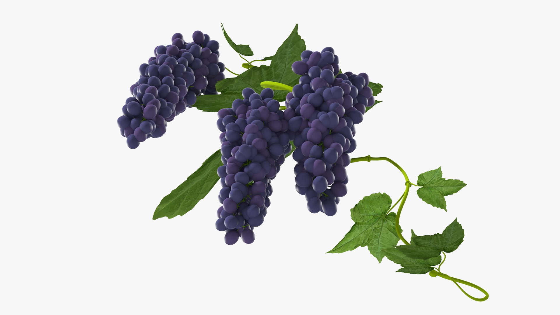 3D Grapes Collection 4 https://p.turbosquid.com/ts-thumb/4a/vMN6Bf/jF/grapescollection43dsmodel055/jpg/1656160479/1920x1080/fit_q87/023227d0e3aca179ec18a1c283211340e683b030/grapescollection43dsmodel055.jpg