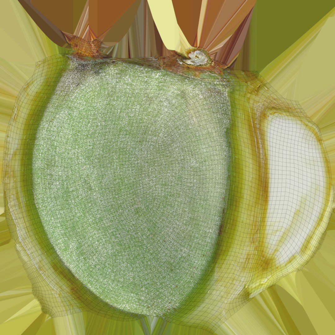 3D Fresh Almond Cross Section - 3D Scanned model https://p.turbosquid.com/ts-thumb/4a/xYs6ZJ/gu/almondgreencut_e0004/png/1781282731/1920x1080/fit_q87/b27eefb7281629ed2f4f678f855e6adda8e65ca6/almondgreencut_e0004.jpg