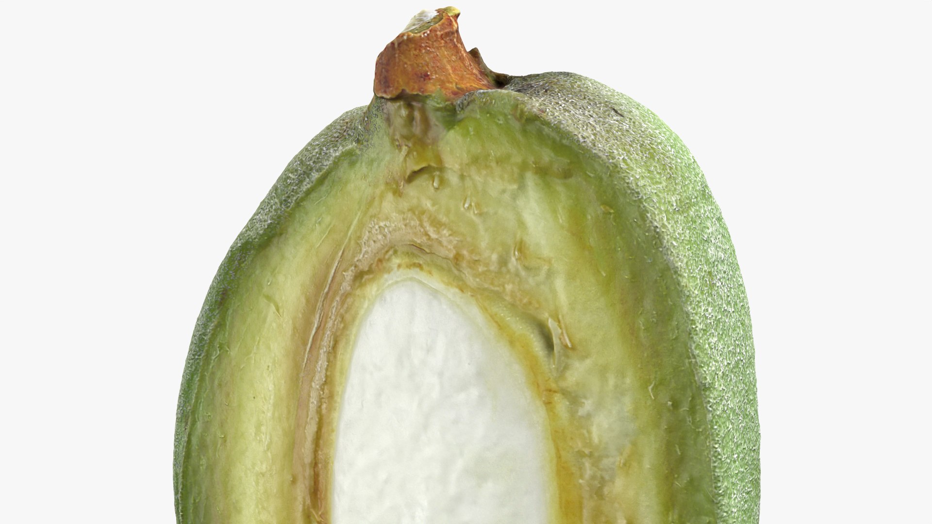 3D Fresh Almond Cross Section - 3D Scanned model https://p.turbosquid.com/ts-thumb/4a/xYs6ZJ/y6/almondgreencut_0007/png/1781282730/1920x1080/fit_q87/ea3acb61c0210064de2a741f15a61749ca4e91f4/almondgreencut_0007.jpg