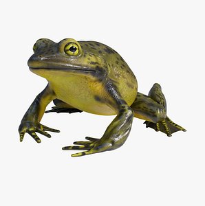 3D Goliath Bullfrog - Animated model