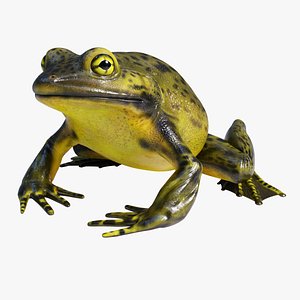 3D Goliath Bullfrog - Animated model