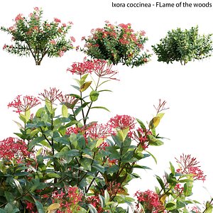 Ixora coccinea 02
