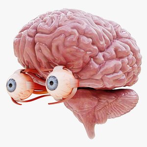 Eyes with Brain - Vison Anatomy 3D