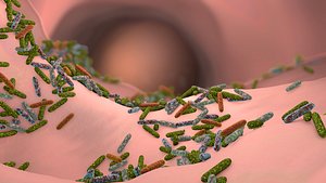 gut bacteria microbiome ins 3D model