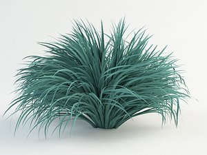 max festuca cinerea