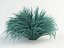 Festuca azul