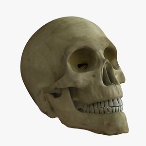 maya skull rigged