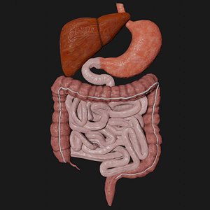 digestive stomach liver model