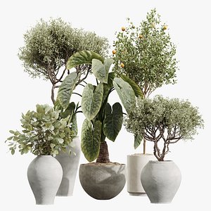 AV Indoor Plants Set 228 Mission Olive and Branche Decorative and Alocasia Elephant and Fruit Orange 3D model