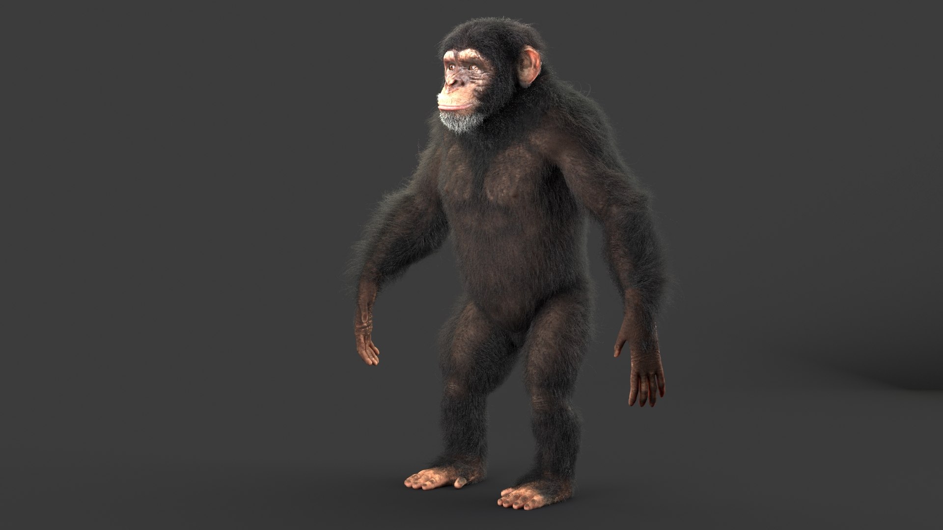 3d Model Realistic Chimp