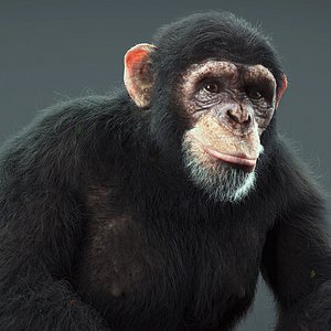 3d model realistic chimp