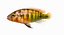 Pundamilia Cichlid