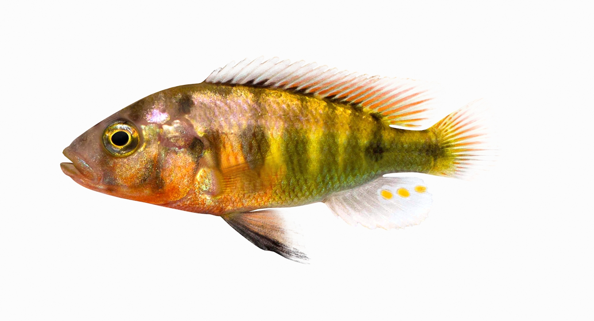 pundamilia cichlid dxf https://p.turbosquid.com/ts-thumb/4b/v56ZIt/FkSReqws/pundamiliatt/jpg/1483070984/1920x1080/turn_fit_q99/d95a7ac256d0f3f4bf194b297f36fe22b9448c23/pundamiliatt-1.jpg