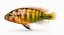 Pundamilia Cichlid
