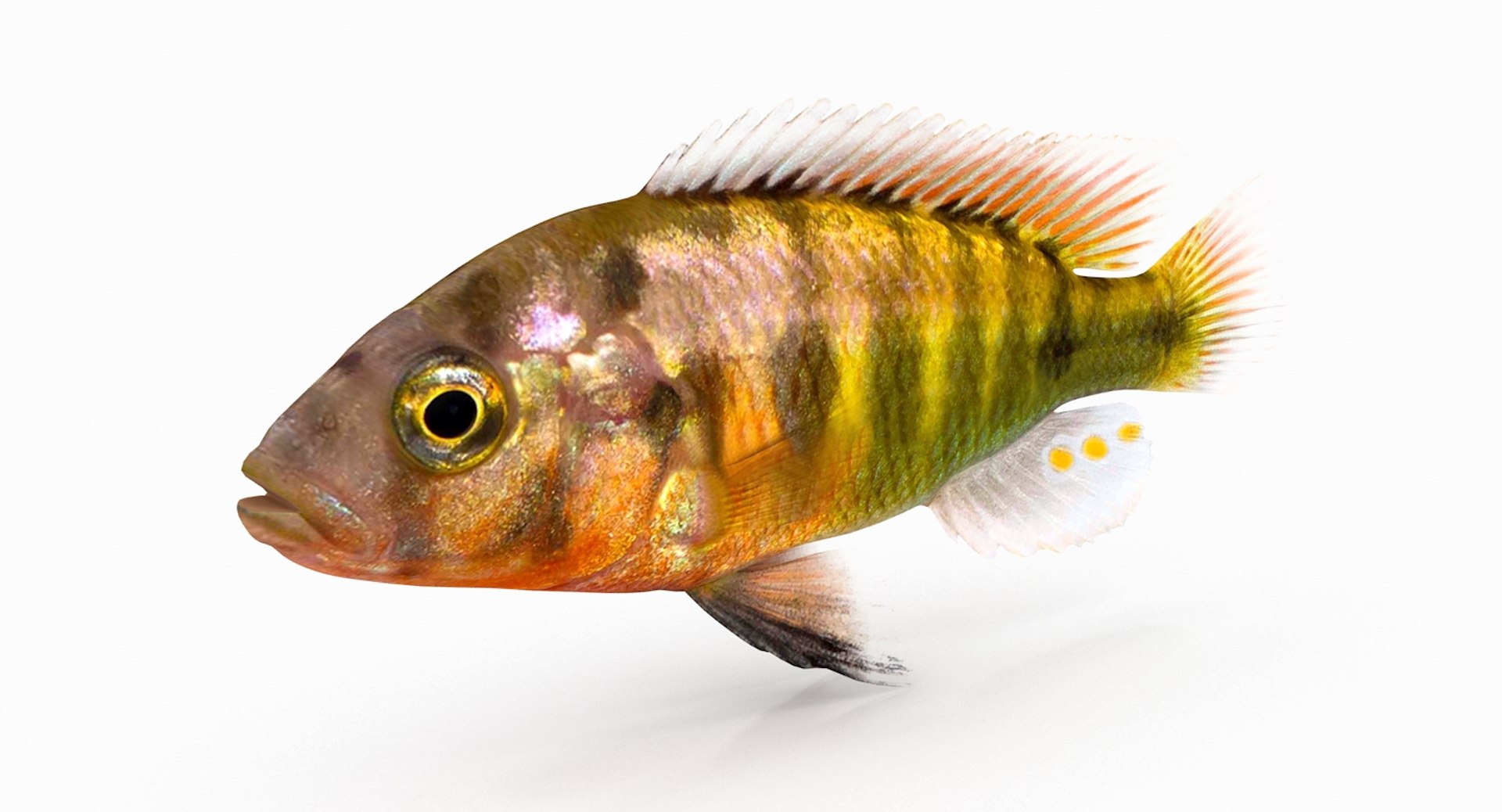 pundamilia cichlid dxf https://p.turbosquid.com/ts-thumb/4b/v56ZIt/aDduPaQc/pundamilia_r2/jpg/1483071000/1920x1080/fit_q87/aefc17117b0eb041e694692a4e756c9133c7facc/pundamilia_r2.jpg