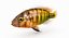Pundamilia Cichlid
