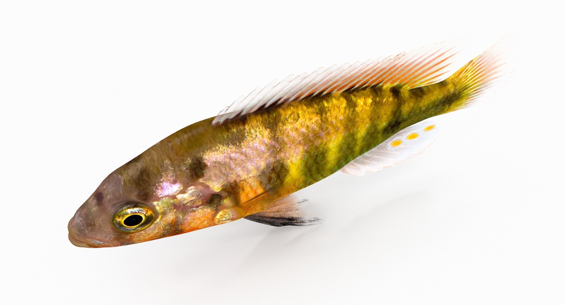pundamilia cichlid dxf https://p.turbosquid.com/ts-thumb/4b/v56ZIt/akGj7wGX/pundamilia_r5/jpg/1483071000/1920x1080/fit_q87/4b6f636f2f9ff3d7cfbbff5e757056327f4a3899/pundamilia_r5.jpg