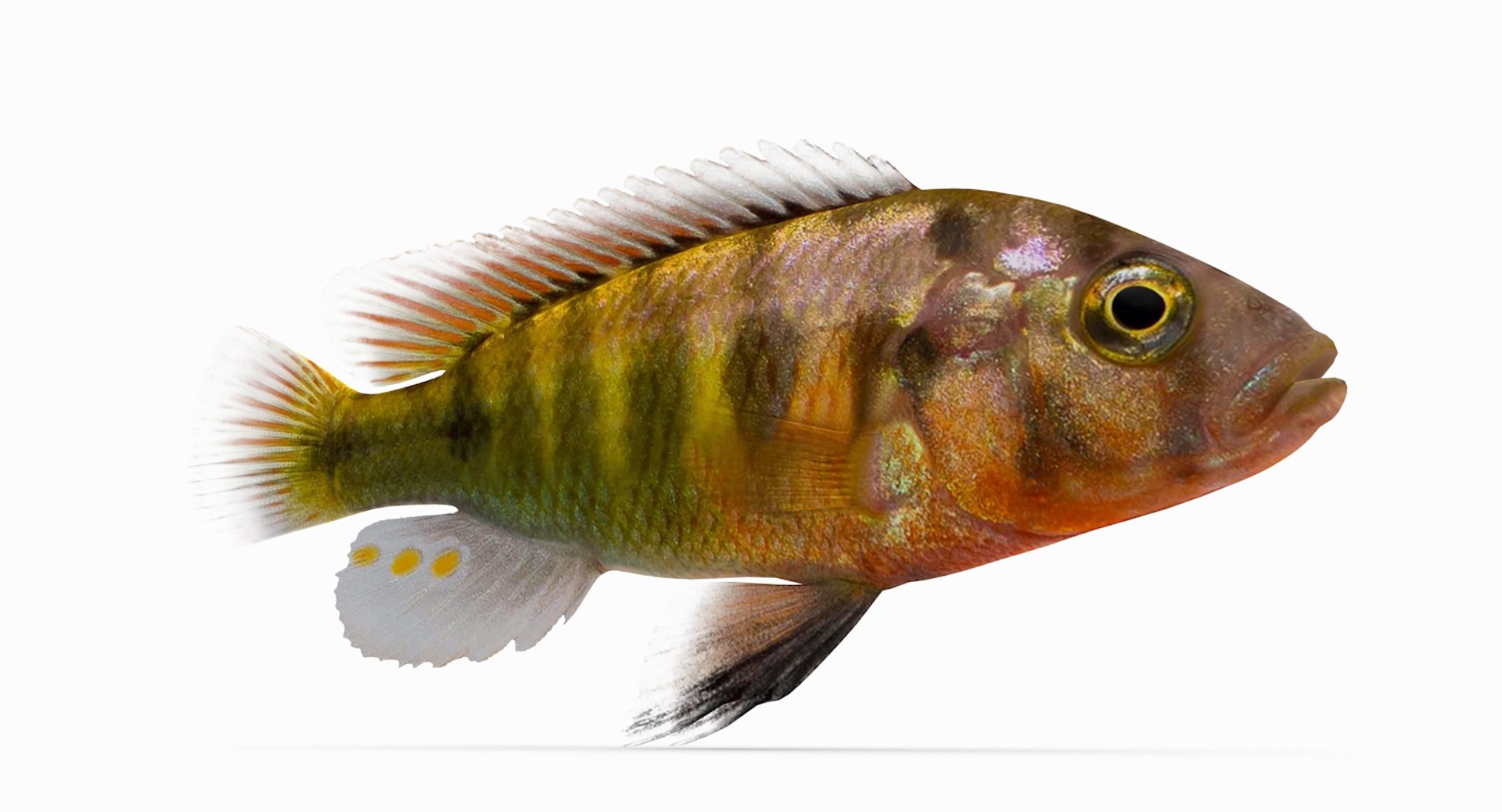 pundamilia cichlid dxf https://p.turbosquid.com/ts-thumb/4b/v56ZIt/egImplPi/pundamilia_r3/jpg/1483071000/1920x1080/fit_q87/7a94ef016e2ae435190ba273e39c1bd520e5e3d1/pundamilia_r3.jpg