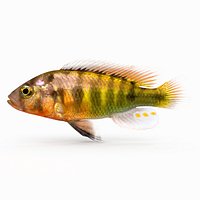 Pundamilia Cichlid