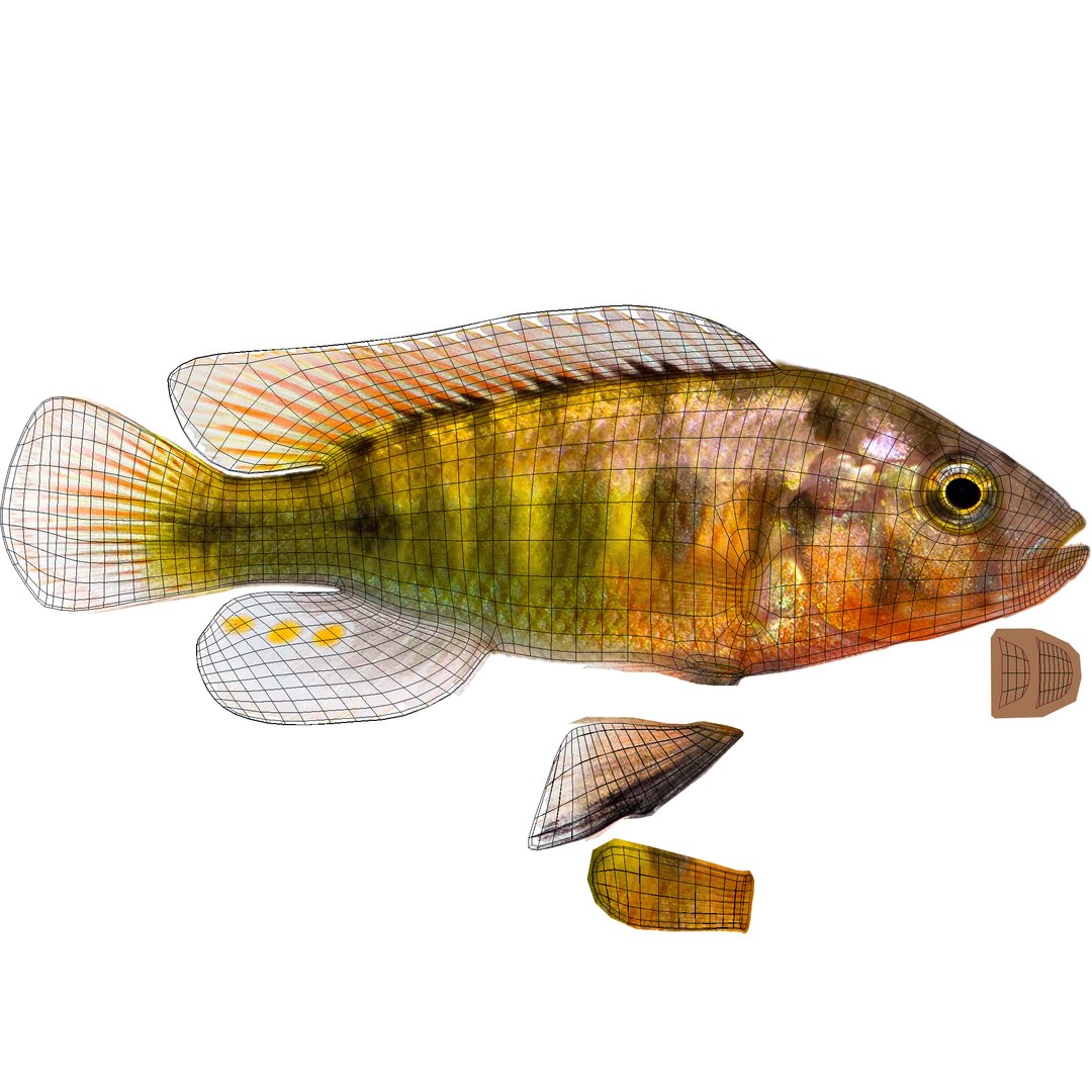 pundamilia cichlid dxf https://p.turbosquid.com/ts-thumb/4b/v56ZIt/rCioK2tR/pundamilia_uv/jpg/1483071000/1920x1080/fit_q87/7cc4bd2daeffd31df764318fd67d8b6bcdd43d24/pundamilia_uv.jpg