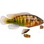 Pundamilia Cichlid