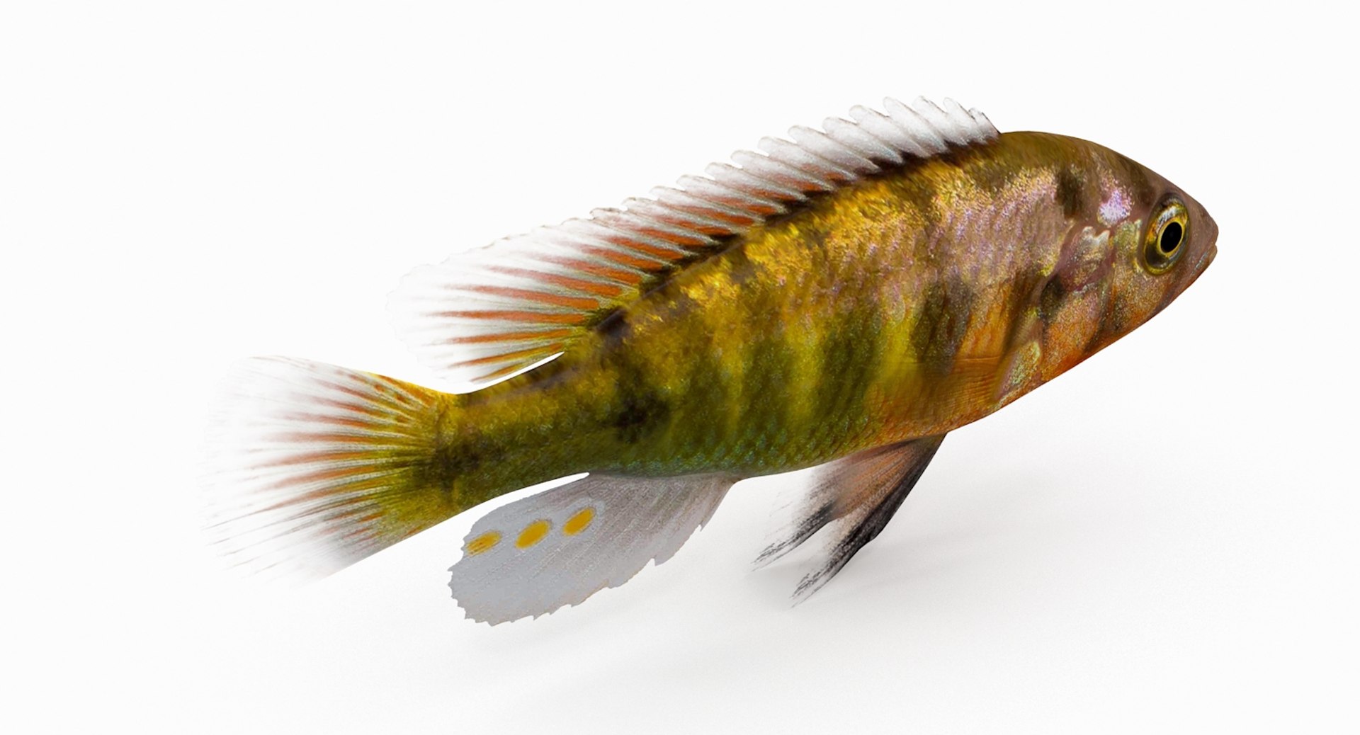 pundamilia cichlid dxf https://p.turbosquid.com/ts-thumb/4b/v56ZIt/z2tWrHTF/pundamilia_r4/jpg/1483071000/1920x1080/fit_q87/0edca783607473afd03793b657d82ebf373d1c5d/pundamilia_r4.jpg