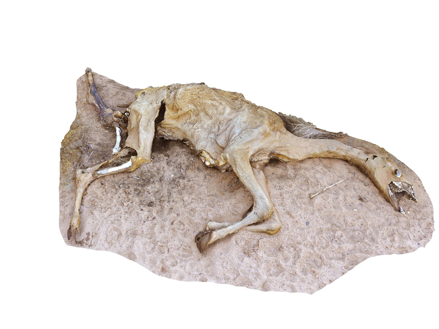 3D camel skeleton - real https://p.turbosquid.com/ts-thumb/4b/y3Jh8s/18HIypQy/0/jpg/1551049098/1920x1080/fit_q87/39342546fe21fe02d09fcb5e6a577fde3489b581/0.jpg