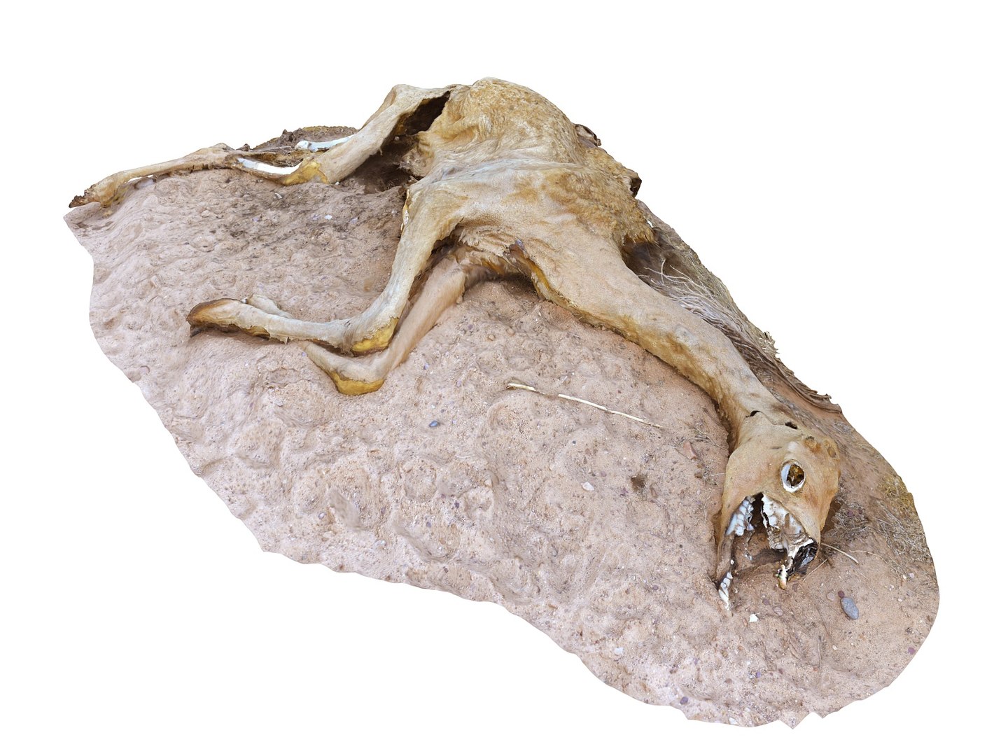 3D camel skeleton - real https://p.turbosquid.com/ts-thumb/4b/y3Jh8s/MbMqtOSE/0/jpg/1551049098/1920x1080/fit_q87/63370b73a3267c2da6a046129a5b1b26bfbfdbfd/0.jpg