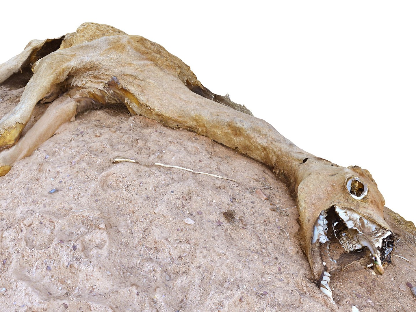 3D camel skeleton - real https://p.turbosquid.com/ts-thumb/4b/y3Jh8s/kQijnBuo/0/jpg/1551049098/1920x1080/fit_q87/ab943d393b02f6040d9fa2124cf352bfd0e30c08/0.jpg