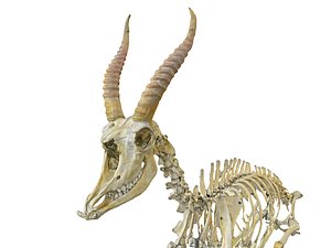 3D goat skeleton hd