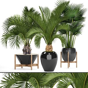 3D palms model
