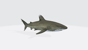 Oceanic White Tip Shark 3D Model Ready to Print 3D model