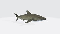 Oceanic White Tip Shark 3D Model Ready to Print