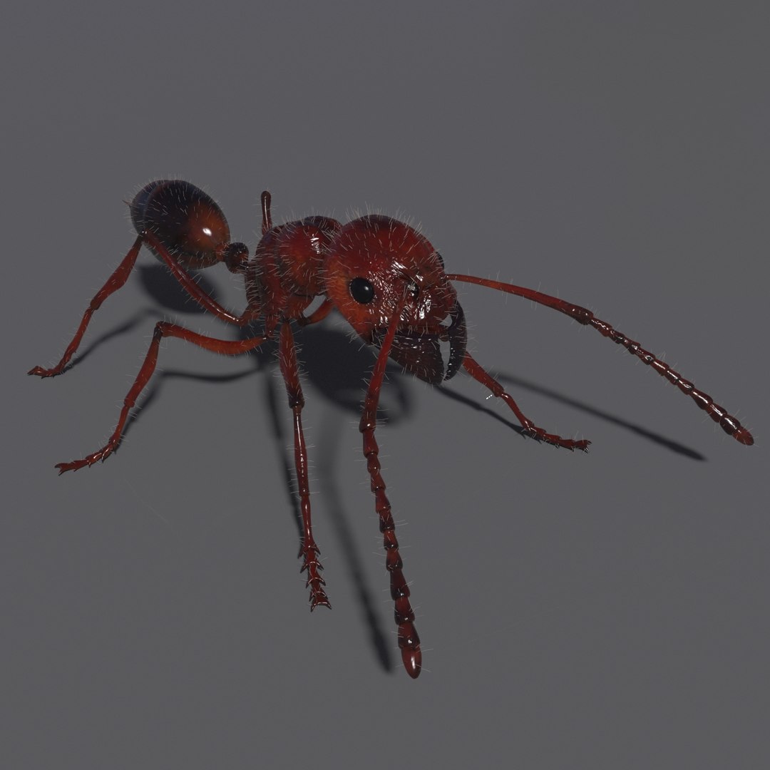 Ant Rig 3D Model - TurboSquid 1368279