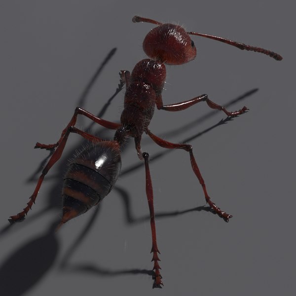 Ant rig 3D model - TurboSquid 1368279