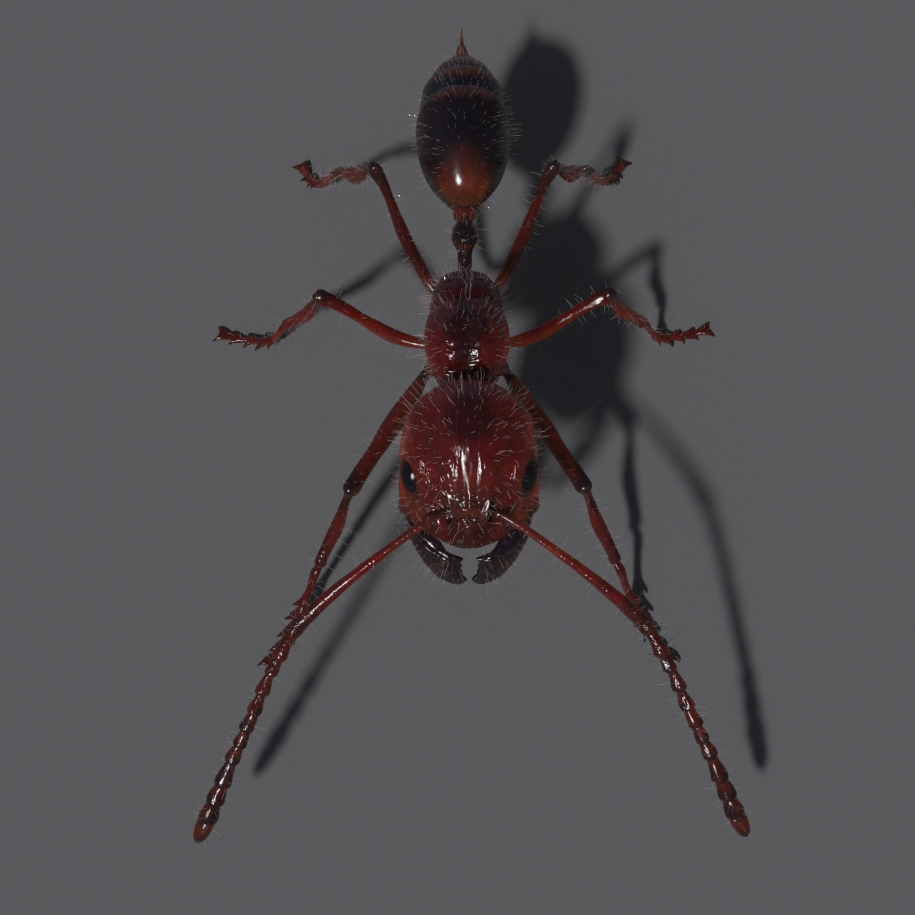 Ant rig 3D model - TurboSquid 1368279