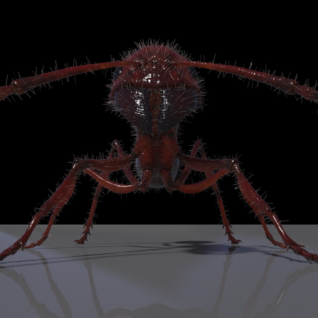 ant rig 3D model https://p.turbosquid.com/ts-thumb/4c/lM7CV4/YcGGYqoU/v5/jpg/1547789304/1920x1080/fit_q87/39c87b52d0317bf76438aeb428eafd768f6a8388/v5.jpg