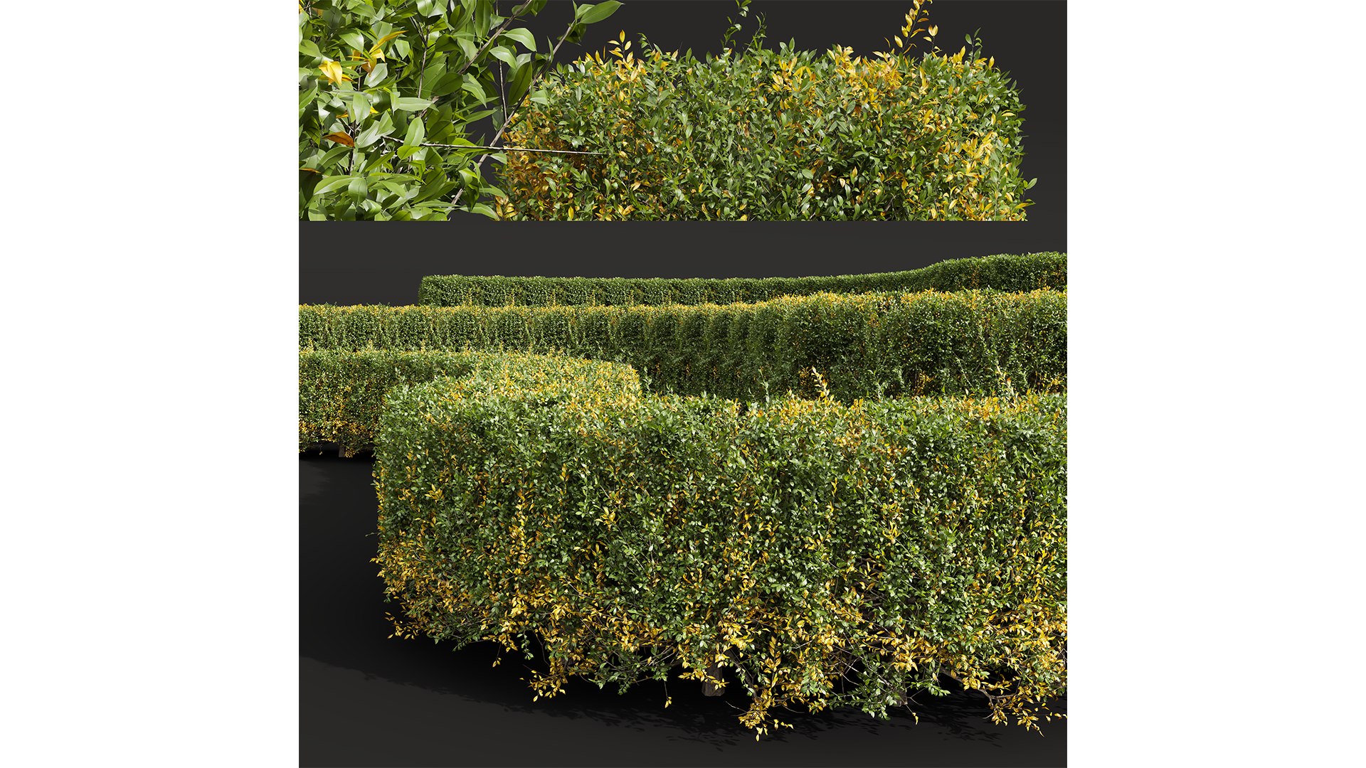 New Plant Ligustrum Quihoui Privet Pruned Box Model - TurboSquid 2204718