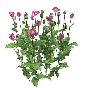Poppyflowers