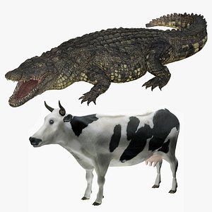 3D Realistic Crocodile With Cow Holstein