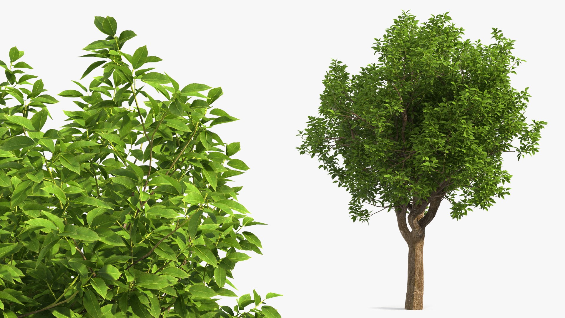 Green Pistachio Tree 3D model preview