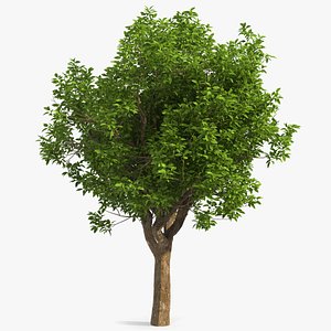 Green Pistachio Tree 3D model