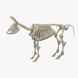 Cow Skeleton