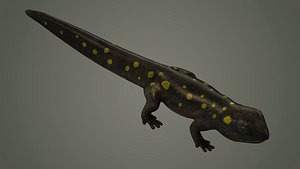 salamander reptile lizard animals nature iguana newt