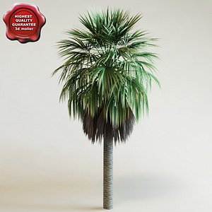 washingtonia robusta palm 3d model